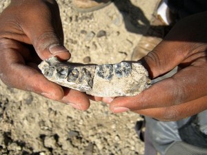 Human Evolutionary timeline questioned! Ancient jawbone discovered in Ethiopia links climate change and evolution 1