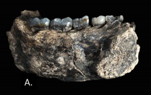 Human Evolutionary timeline questioned! Ancient jawbone discovered in Ethiopia links climate change and evolution