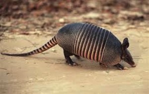 3 different Leprosy cases confirmed in Florida – Armadillos are being blamed for it 