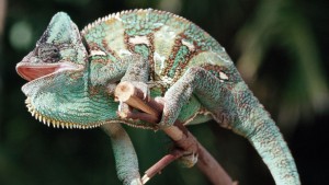 Unleash your curiosity on Chameleon’s unique way of changing colors - lizard’s secret revealed!