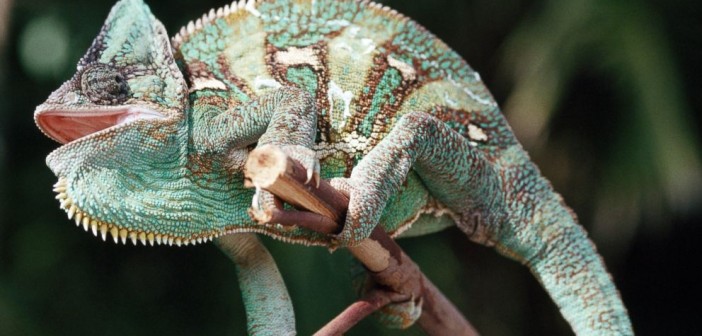 Unleash your curiosity on Chameleon’s unique way of changing colors - lizard’s secret revealed!