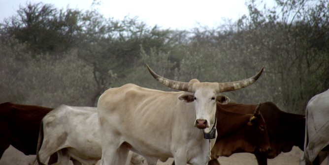 “Tooth Enamel” analysis showing evidence of tsetse flies for herding in Ancient Africa