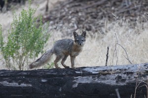 Californian foxes crossed out of endangered list – the fastest recovery of any species ever!