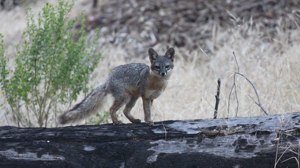 Californian foxes crossed out of endangered list – the fastest recovery of any species ever!