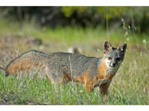Californian Channel Island foxes crossed out of endangered list "the fastest recovery of any species ever"!
