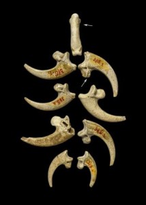 Neanderthals made eagle talon jewelry 130,000 years back - visionary and creative minds unveiled! 