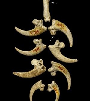 Neanderthals made eagle talon jewelry 130,000 years back - visionary and creative minds unveiled!