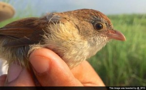 The re-discovery of presumably ‘extinct’ Myanmar bird Jerdon’s Babbler – Scientists questioning it’s future endurance