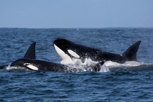 Female killer whales gain natural leadership qualities after menopause – Reveals 751-hours of video footage