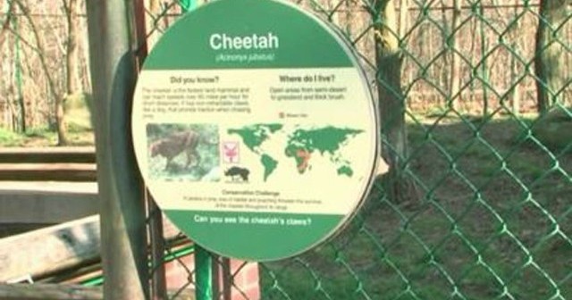 2-year-old toddler falls into cheetah pit
