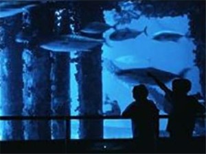 Reaction to chemicals kills nearly all animals at Corpus Christi, Texas State Aquarium