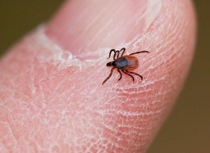 Lyme disease symptoms and outdoor ticks warning for safety precautions to Onondaga County residents