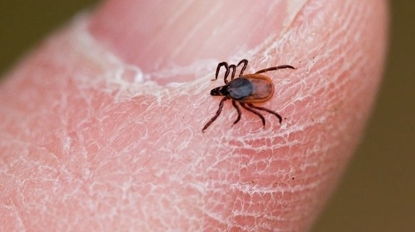 Lyme disease symptoms and outdoor ticks warning for safety precautions to Onondaga County residents