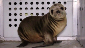 Protected species “sea lions” abducted and harassed by 4 people in L.A beachside