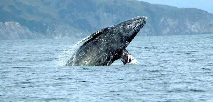 Varvara, the female gray whale sets record for “longest migration” swimming 13,987 miles