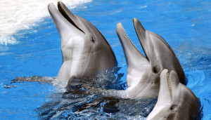 Dolphins have social network- study found