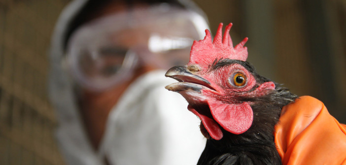 Culling begins as Bird flu resurfaces at Tripura - India