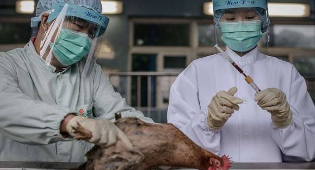 bird-flu-h7n9