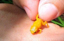 frogs-brazil-new-forest