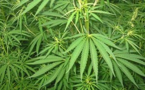 Br-231231232-oregon-marijuanan-legalization