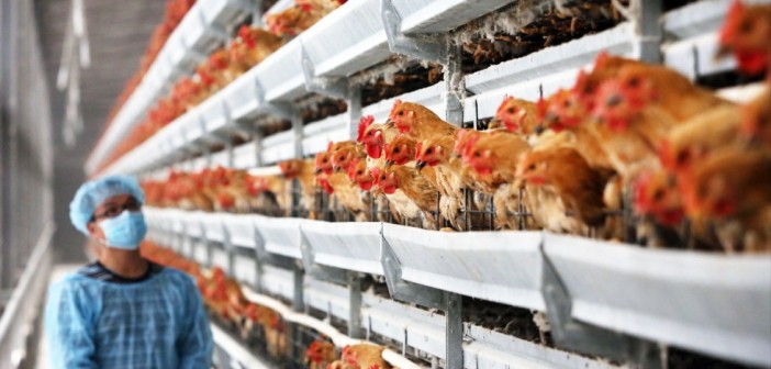 Chicks-Shipped-Off-to-Escape-Bird-Flu