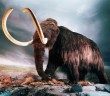 Mammoth-science-br232131231