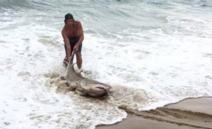 fisher-man-catches-shark
