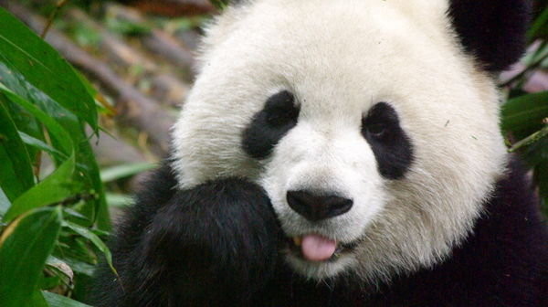 pandas-lazy