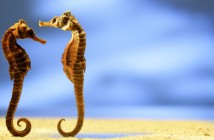 seahorse_robot-tail2
