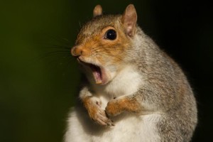 squirrel-virus-killer