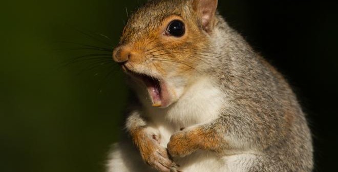 squirrel-virus-killer