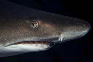 tiger-shark