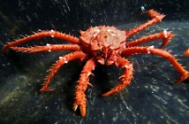 King Crabs are about to Invade Antarctica due to Global Climate Change