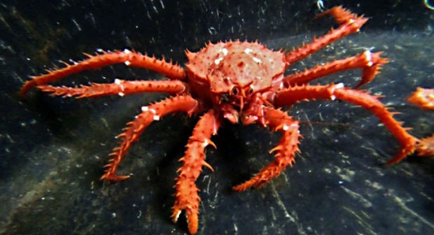 King Crabs are about to Invade Antarctica due to Global Climate Change