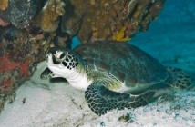 New Zealand plans to envelope itself by building the world’s largest fully protected ocean sanctuaries