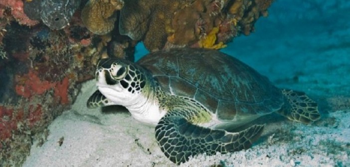 New Zealand plans to envelope itself by building the world’s largest fully protected ocean sanctuaries