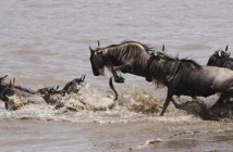 The Great Serengeti Migration will be Broadcast Live for First Time via HerdTracker