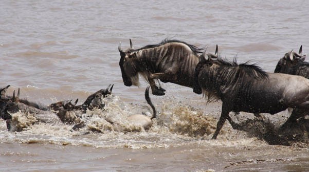 The Great Serengeti Migration will be Broadcast Live for First Time via HerdTracker